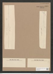 Synedra acus var. delicatissima (W. Sm.) Grun. (de-Toni-Nr.: Genus 66, Species 2590) Zeichnungen Sammlung Grunow Nr. 5275 (NHMW-BOT-W0373659)